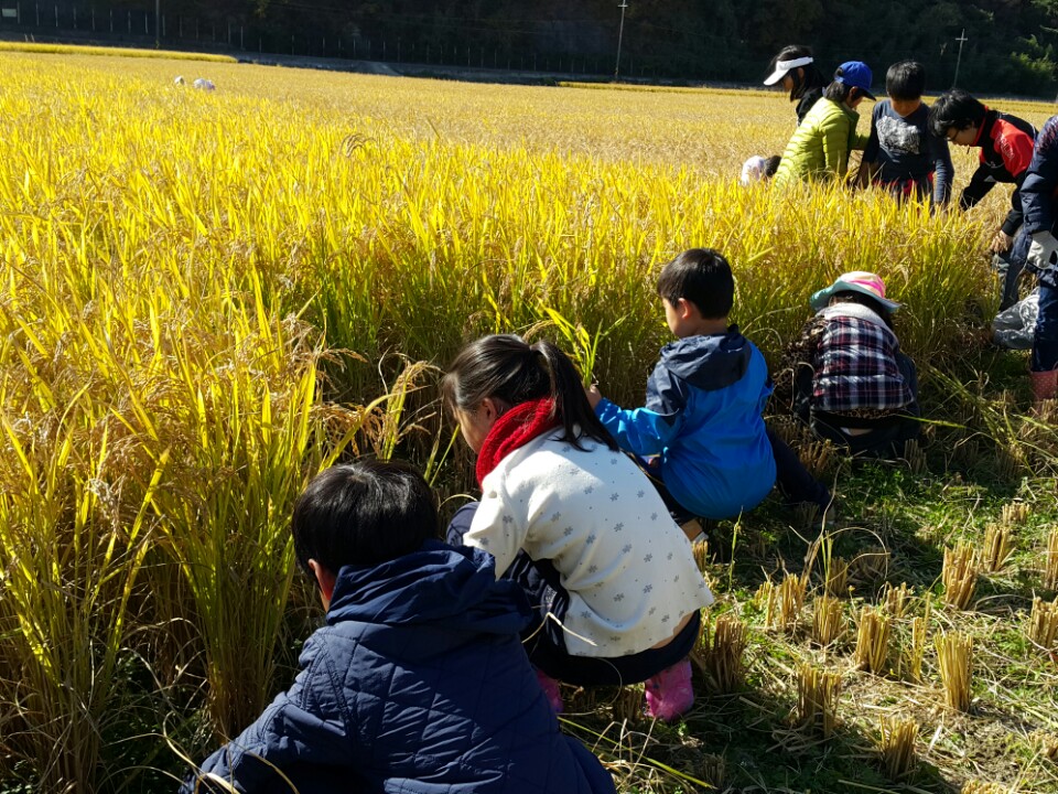 3. 논에서 벼베기